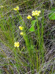 Image result for Helichrysum cephaloideum