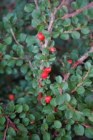 Image result for Cotoneaster