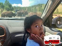 Maybe you would like to learn more about one of these? Blue Bell At Custer State Park With Devil S Tower Mt Rushmore And Crazy Horse Shana The Shasta