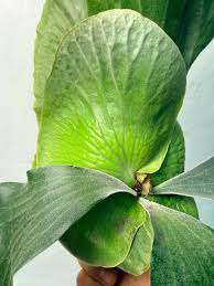 Image result for Platycerium elephantotis