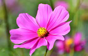 Cosmos Flower Meaning And Symbolism