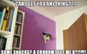 Meme Meme Nosy Cat Viral Viral Videos