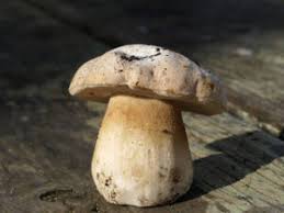 Image result for Boletus speciosus
