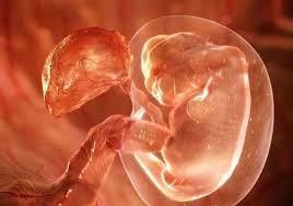 Bagi kebanyakan perempuan, ovulasi terjadi sekitar sekali setiap bulan sampai menopause, terlepas dari episode kehamilan dan menyusui. Embryo Implantasi 25 Gambar Tanda Tanda Implantasi Dalam Uterus Ovum Gejala Penyisipan Lewat Dan Awal Suhu Basal Dan Sensasi