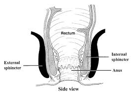Sphincter muscle, any of the ringlike muscles surrounding and able to contract or close a bodily one of the most important human sphincter muscles is the sphincter pylori, a thickening of the middle. Https Www Bladderandbowel Org Wp Content Uploads 2017 05 Bbc037 Sphincter Exercises Pdf