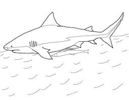 Maybe you would like to learn more about one of these? Whale Shark Drawing For Kids Novocom Top