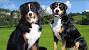 Entlebucher Swiss Mountain Dog