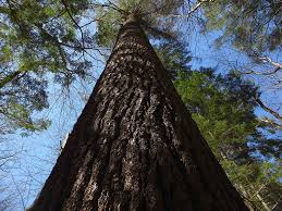 We did not find results for: Saheda Profile Of A Great New England White Pine American Forests