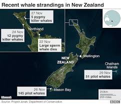 Whales Stranded In New Zealand Another 50 Pilot Whales Die Bbc News