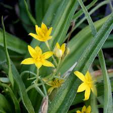 Image result for Hypoxis nyasica