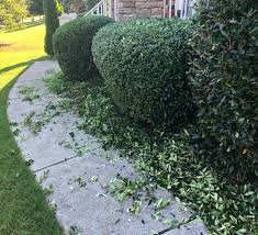 Are there any dead places on the shrub? Bush Trimming Nearby Lawn Care Alpharetta