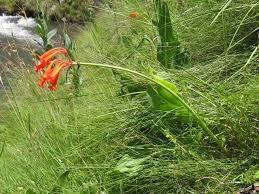 Image result for Cyrtanthus galpinii