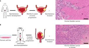 Research has linked cystitis in cats with stress. A Surgical Orthotopic Approach For Studying The Invasive Progression Of Human Bladder Cancer Nature Protocols