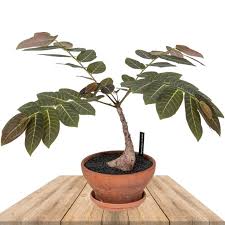 Image result for Phyllanthus mendesii