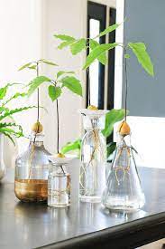 We did not find results for: Fool Proof Ways To Grow An Avocado Plant From Seed Home Made By Carmona