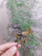 Image result for Hymenodictyon parvifolium