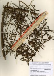 Image result for Aeschynomene uniflora