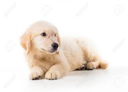 White cute baby golden retriever puppies. Cute Golden Retriever Puppy Isolate On White Background Stock Photo Picture And Royalty Free Image Image 122188659