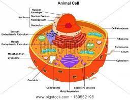 We did not find results for: Animal Cell Anatomy Vector Photo Free Trial Bigstock
