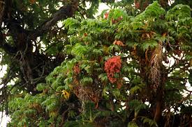Image result for Hagenia abyssinica