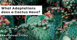 Today we will discuss all cacti diseases, how to recognize and treat them. What Adaptations Does A Cactus Plant Have