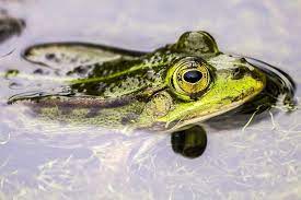 Gambar Katak Air Foto Gratis Katak Kodok Air Amfibi Alam Hewan Hippopx 3 Piece Wall Art Painting Katak Hijau Berhenti Di Daun Menggambar Katak Katak Amfibi