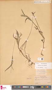 Image result for Hypolytrum heteromorphum