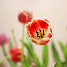 Check spelling or type a new query. The Meaning And Symbolism Of Tulip Flowers Bloom Wild