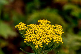 Image result for Pentarrhinum insipidum