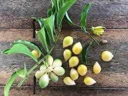 Image result for Artabotrys