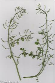 Image result for Nasturtium microphyllum