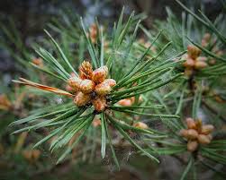 Going back centuries, these special trees have a role in numerous cultures and folklore tales. Pine Tree Baby Pine Cones And Spider Web By Scott Wise Photo Stock Snapwire