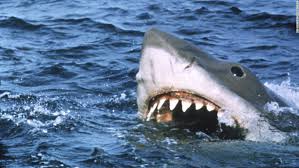 Then her body washes up and crabs are eating her. What Jaws Can Teach Us About Our Coronavirus Response Cnn