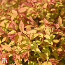 Image result for spirea japonica gold princess