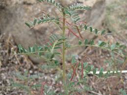 Image result for Indigofera zenkeri