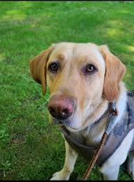 Lost Dog at Scott's Mountain, Siskyou County Line