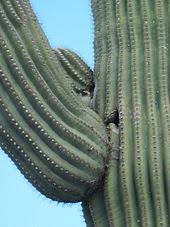 In southern arizona they have the sorts of cacti that have great arms like you see on old westerns, called saguaros. Saguaro Wikipedia