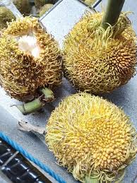 Image result for Moraceae