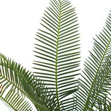 Image result for Ocimum angustifolium