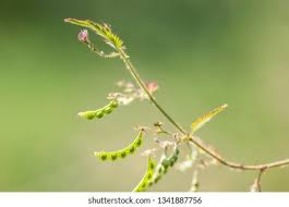 Image result for Aeschynomene americana