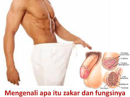 Terdapat dua vas deferens di dalam kemaluan lelaki dan setiap satunya berhubung dengan setiap epididimis. Mengenali Apa Itu Zakar Dan Fungsinya Wannura Terapi
