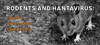 Deze virussen zijn niet van mens op mens overdraagbaar. Do Rodents Carry Hantavirus Can You Get Sick From Rodents