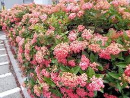 Image result for Ixora hartiana