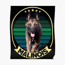 Malinois (belgian shepherd dog) trained for work as a french red cross dog photographic print. Belgian Malinois Posters Redbubble