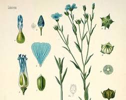 Image result for Rogiera cordata