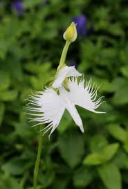 Image result for Habenaria petitiana