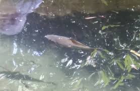 Image result for Trichopteryx fruticulosa