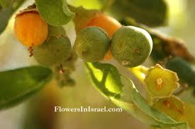 Image result for Cordia sinensis