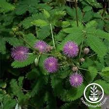 Mimosa Flower Seeds Sensitive Plant Ornamental House Plant Seeds In 2021 Flowers Perennials Planting Flowers Flower Seeds