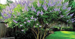 Grape bubblegum flowers ramblings from a desert garden. Vitex The Texas Lilac Milberger S Nurserymilberger S Nursery